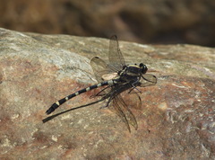 Sieboldius japponicus