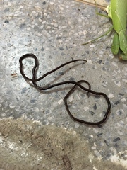 Chordodes formosanus
