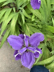 Iris tectorum