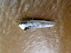 Antaeotricha