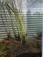 Typha orientalis