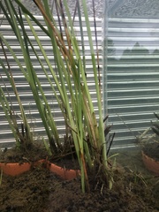 Typha orientalis