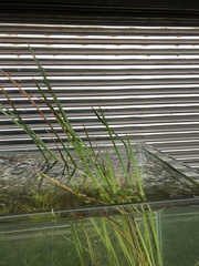 Typha orientalis
