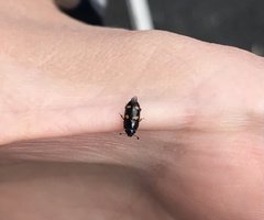 Glischrochilus hortensis