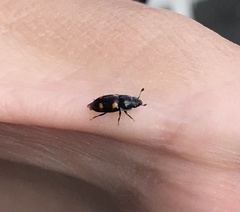 Glischrochilus hortensis