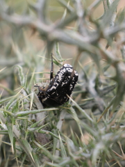 Aethiessa mesopotamica