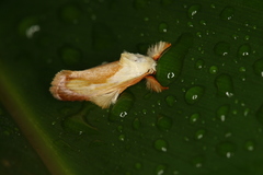 Eomichla hallwachsae