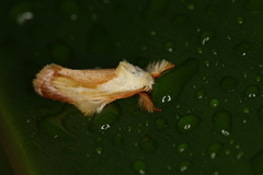 Eomichla hallwachsae