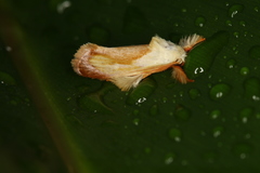 Eomichla hallwachsae