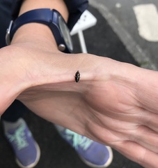 Glischrochilus hortensis