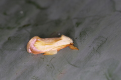 Eomichla hallwachsae