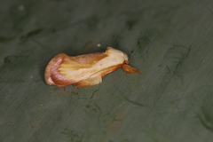 Eomichla hallwachsae