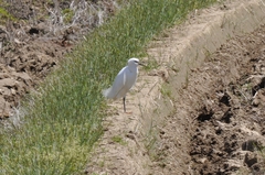 Egretta garzetta