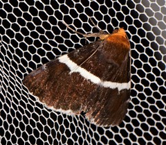 Buzara frontinus