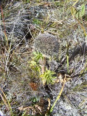 Sajanella monstrosa
