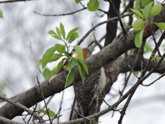 Melanerpes aurifrons