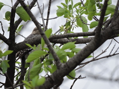 Melanerpes aurifrons