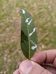 Eucalyptolyma