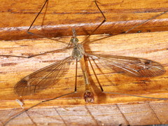 Tipula longidens