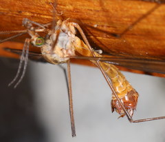 Tipula longidens