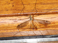 Tipula longidens