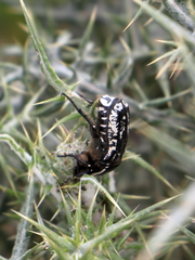 Aethiessa mesopotamica