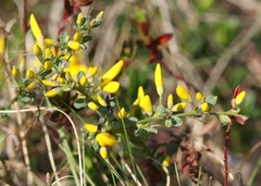 Cytisus pseudoprocumbens