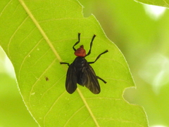 Bromophila caffra