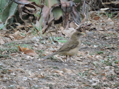 Turdus grayi