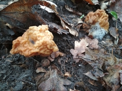 Gyromitra gigas