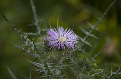 Galactites tomentosus