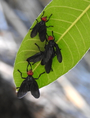 Bromophila caffra