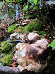 Laetiporus portentosus image