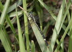 Austrogomphus prasinus