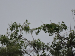 Psittacara holochlorus