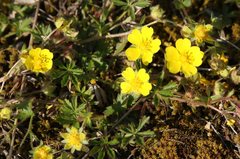 Potentilla pusilla