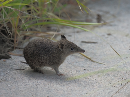 Southern Brown Bandicoot, Cranbourne VIC 3977, Australia, photo 7 of 10
