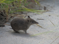 Isoodon obesulus obesulus