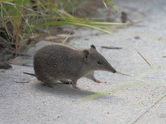 Isoodon obesulus obesulus