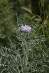 Galactites tomentosus