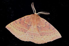 Anthela repleta