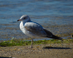 Larus delawarensis
