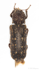 Lichenophanes varius