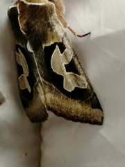 Perigrapha circumducta