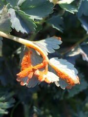 Phragmidium sanguisorbae