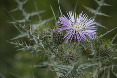 Galactites tomentosus