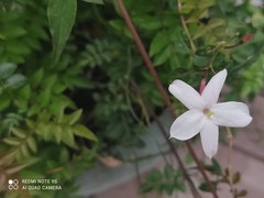 Jasminum officinale