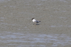 Chroicocephalus ridibundus