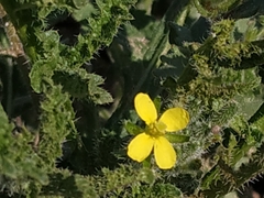 Brassicaceae