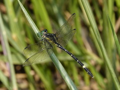 Austrogomphus prasinus